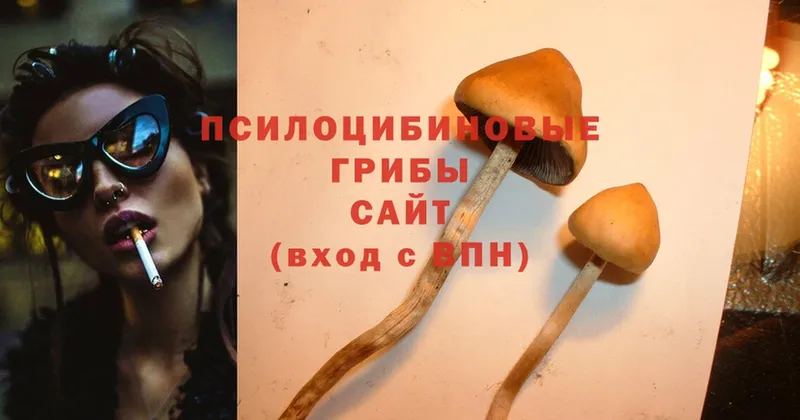 Псилоцибиновые грибы Cubensis  Болгар 